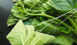 矮瓜叶可以吃吗,可食用植物的秘密探索